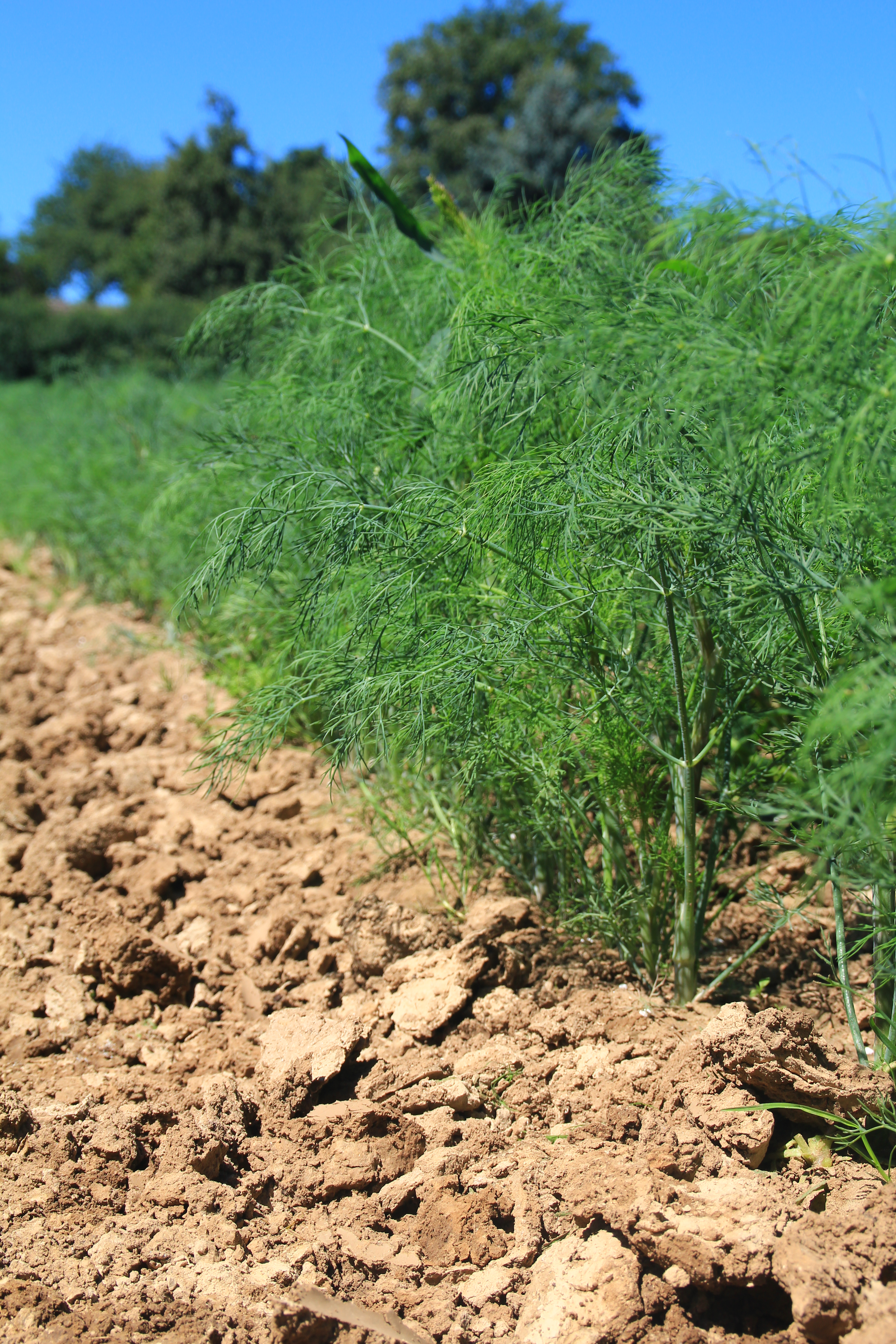 Dill